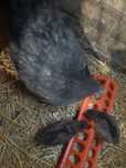 Pisklęta Marans sprzedam