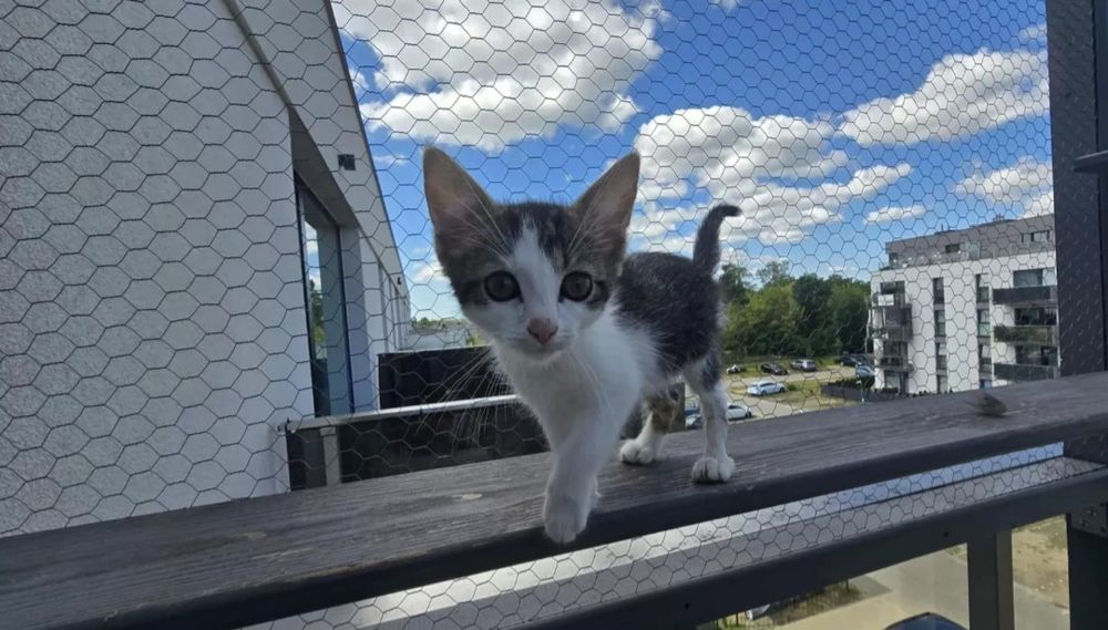 Simba i Nala niezwykłe kotki do adopcji