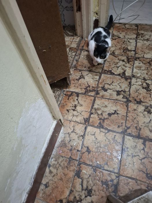 Gata para dar muito mesquinha  esperta