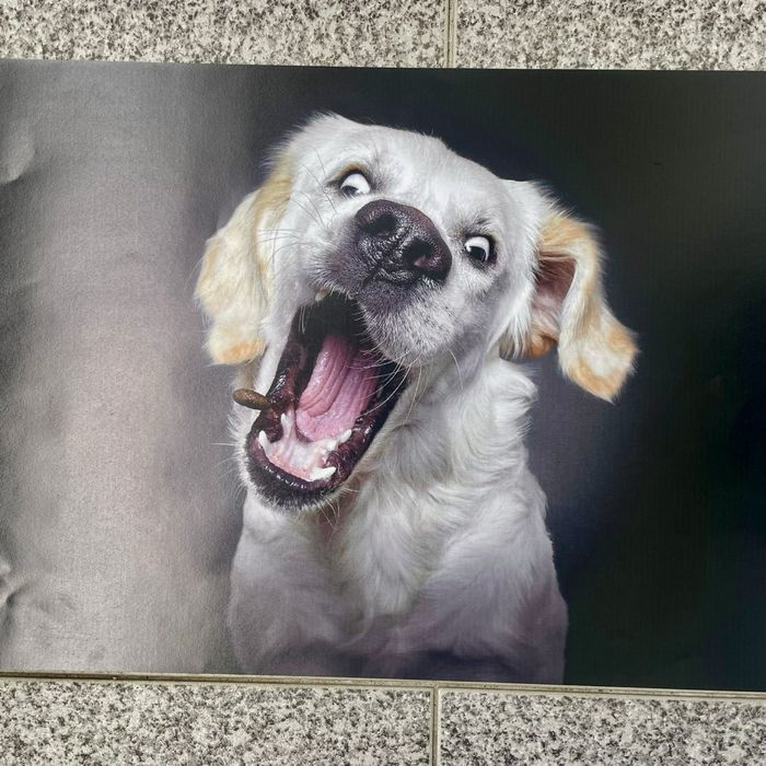 Fotos animais ( caes )