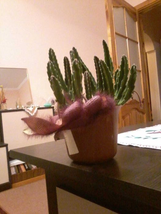 Кактуси рідкісні та різні