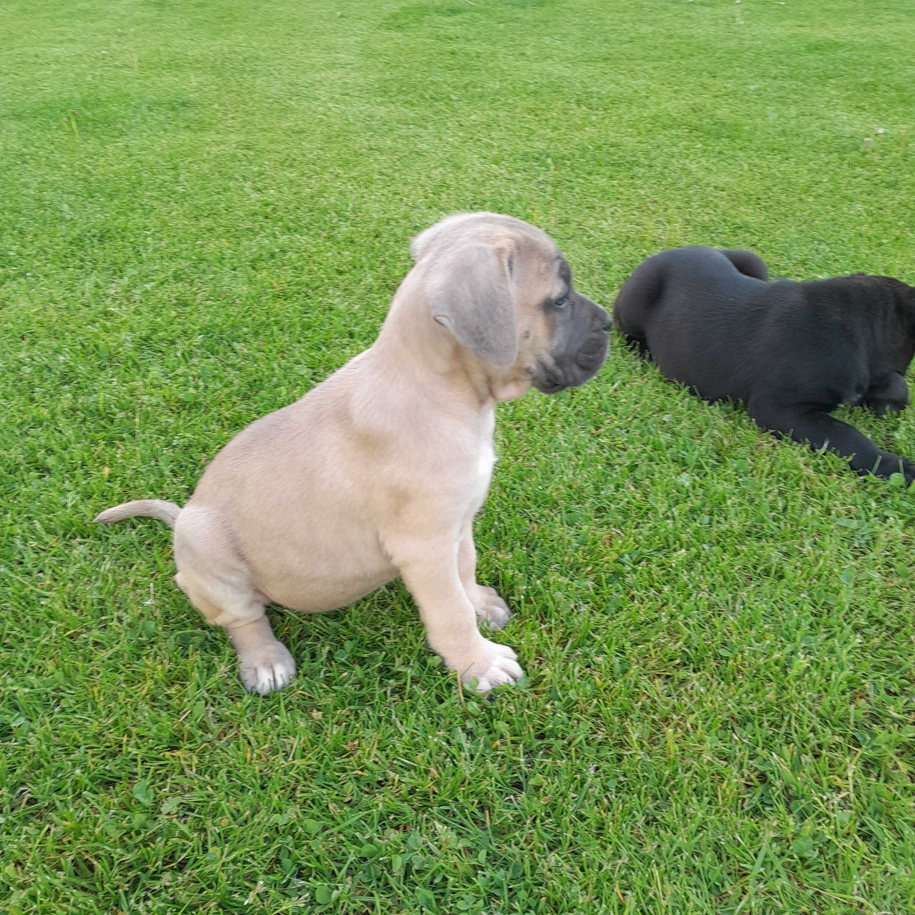 Suczka Cane Corso z rodowodem