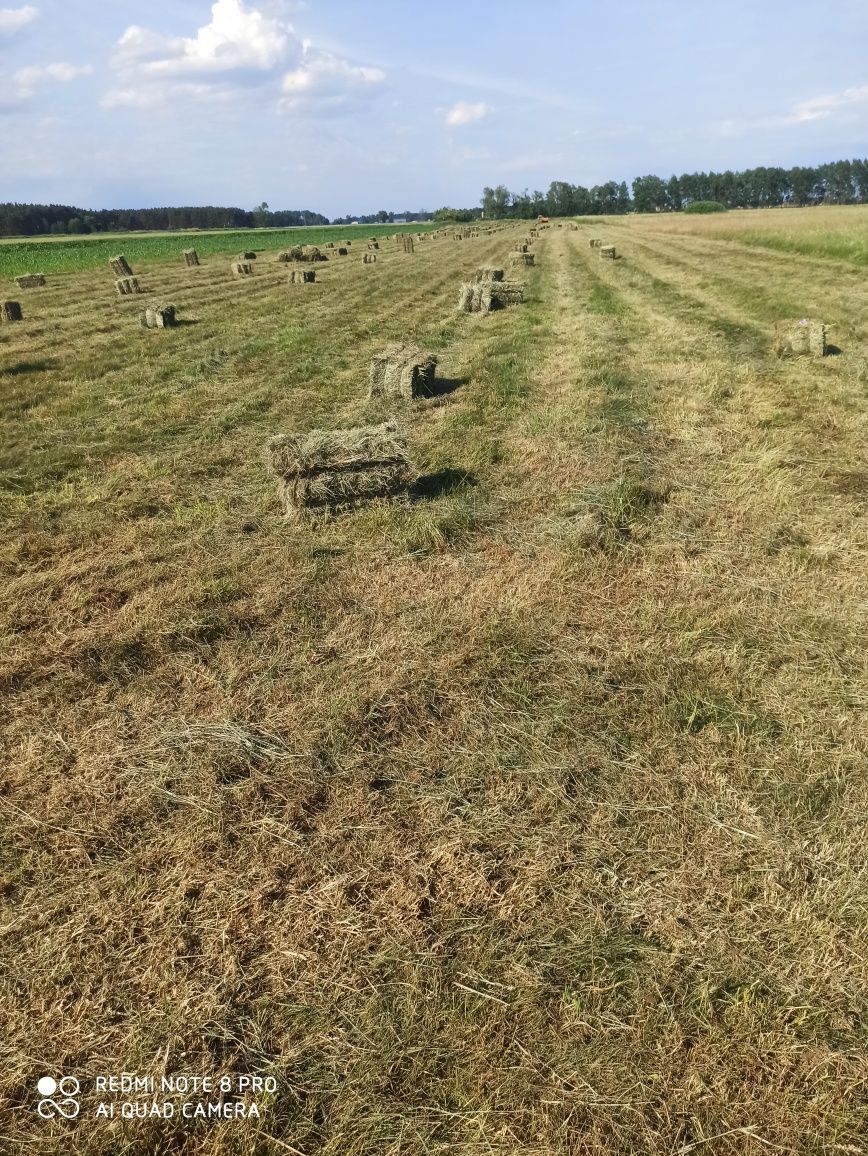 Siano w kostkach świeże robione 03.06. 2023 rok