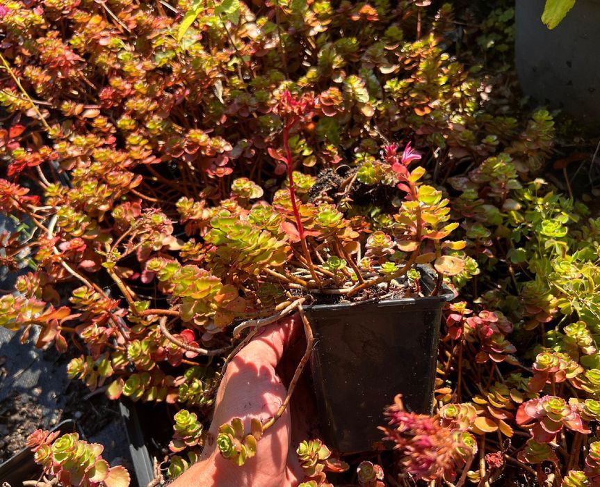 Rozchodnik kaukaski 'Dragon's Blood' (Sedum) P9