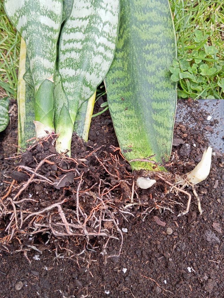 Sansevieria kwiaty