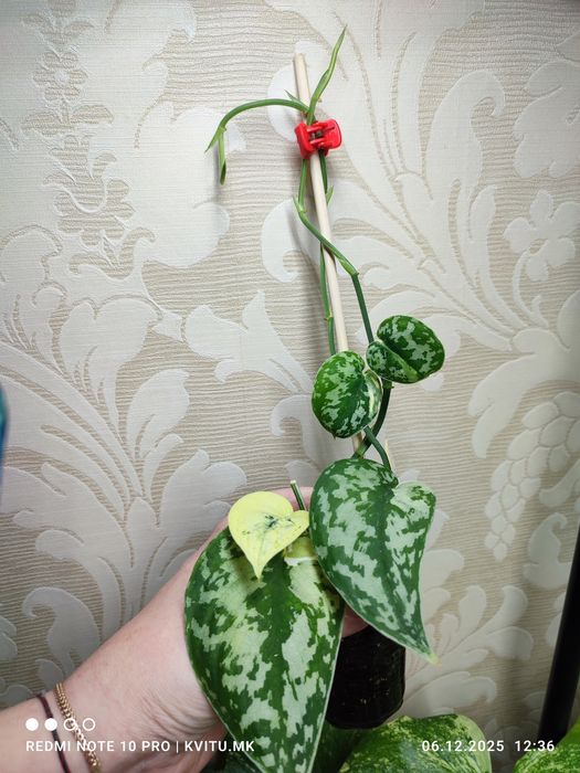 Scindapsus сциндапсус