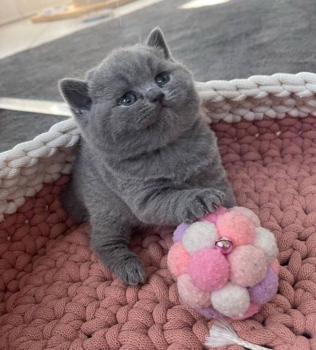 Продам шотландских котят