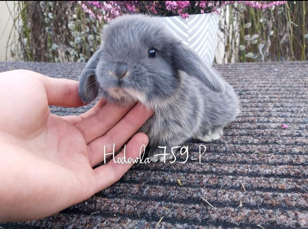 Mini lop króliki karzełek baranek miniaturkaHODOWLA