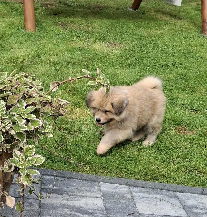 Akita Inu szczeniak