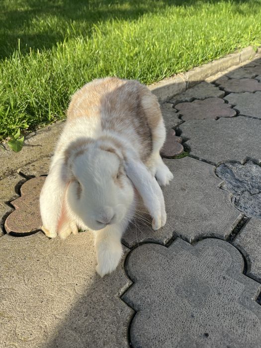 Кролики Французький барар