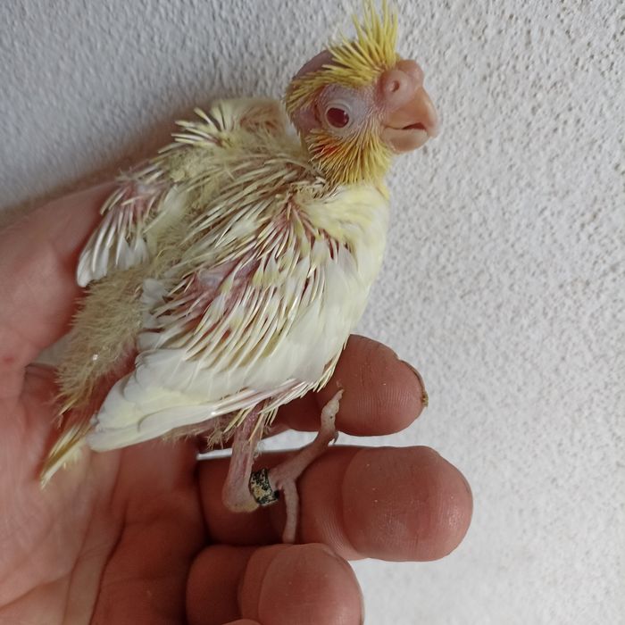 Caturras bebés "colapsitas" para criar à mão