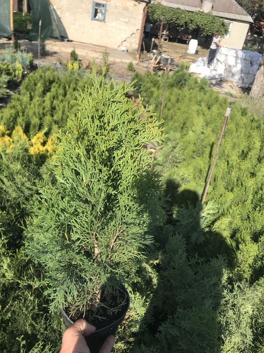 Туя Смаргд , барбарис ,ялівець