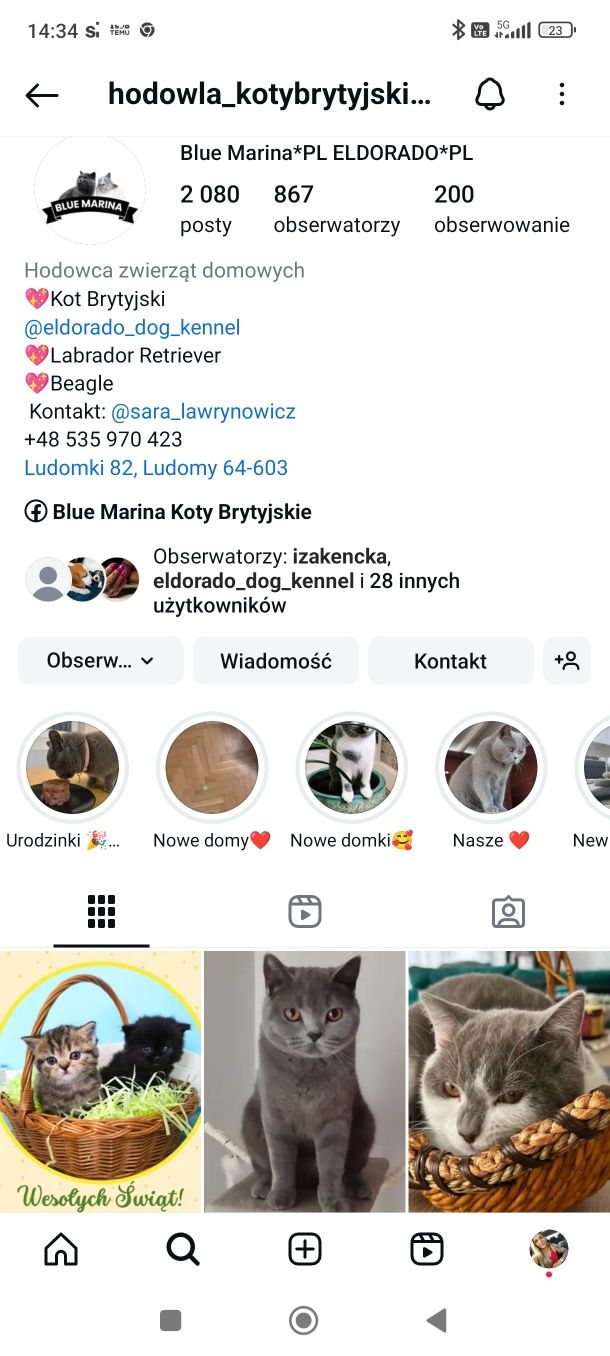 Kot Brytyjski  kotka Tina odbiór czerwiec