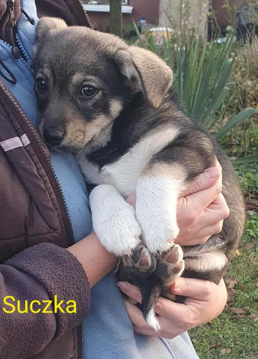 Dwa szczeniaki, pieski, pies, suczka