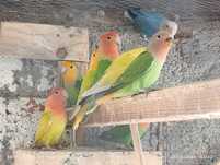 10-Agapornis filhos de Long (2_linha)