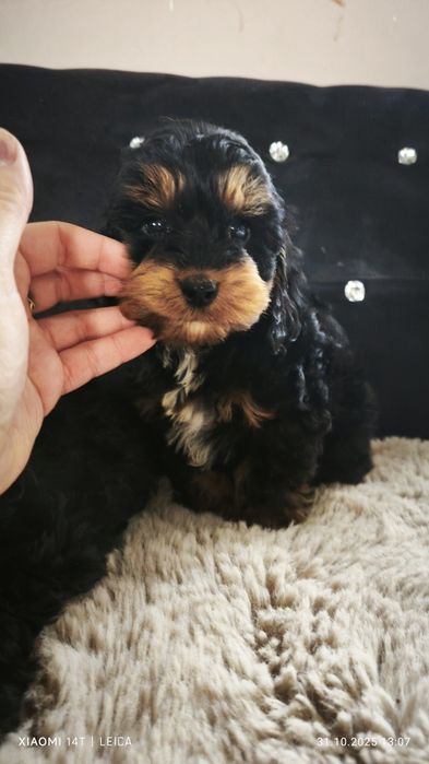 Cokapoo, cocapoo, cavapoo Gofer