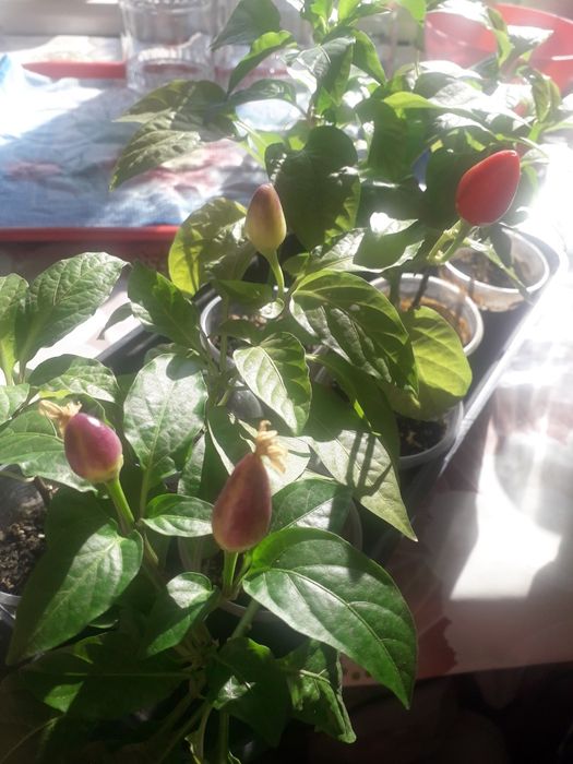 Продам комнатный острый перец.