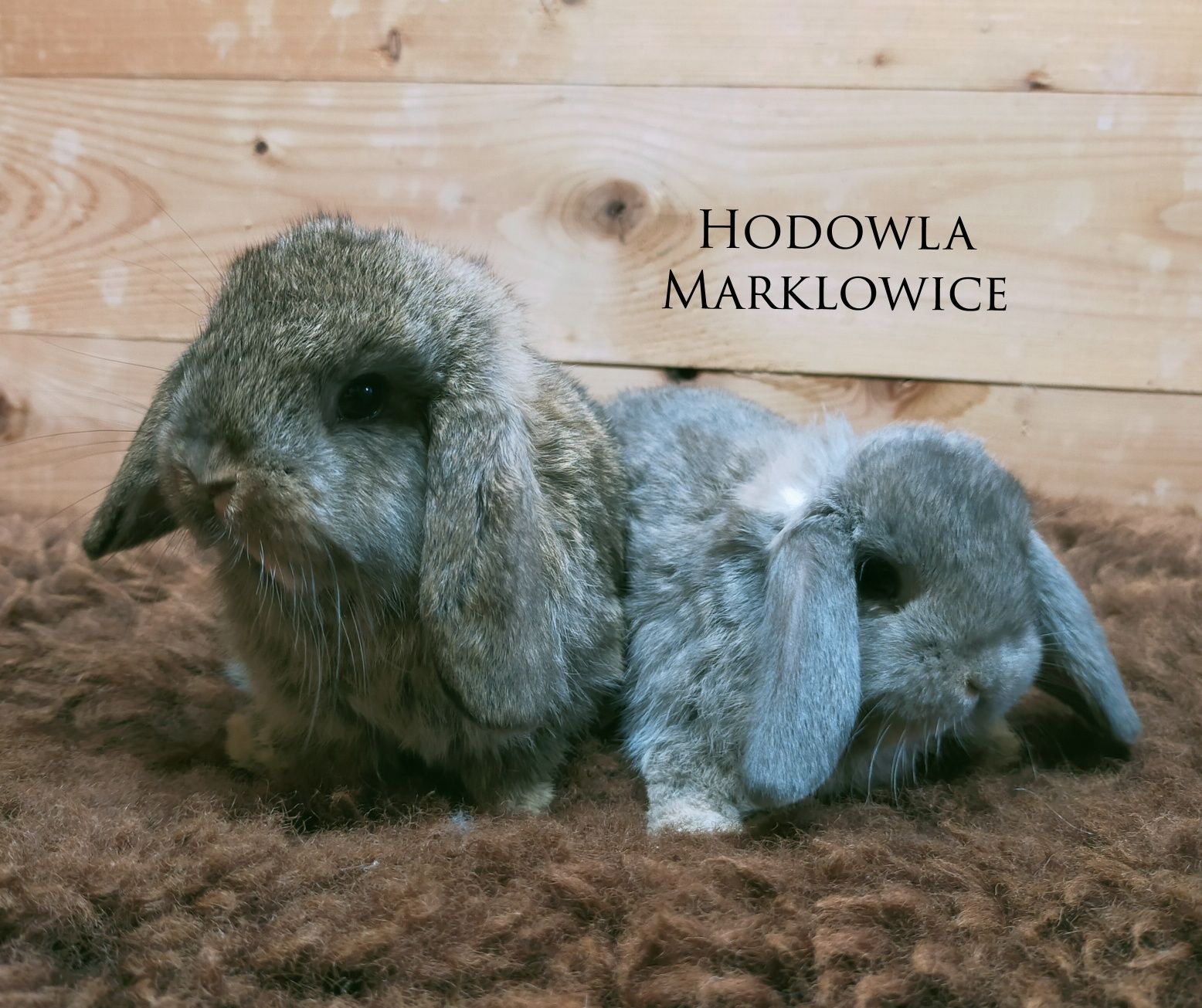 Królik baranek mini lop rumianki