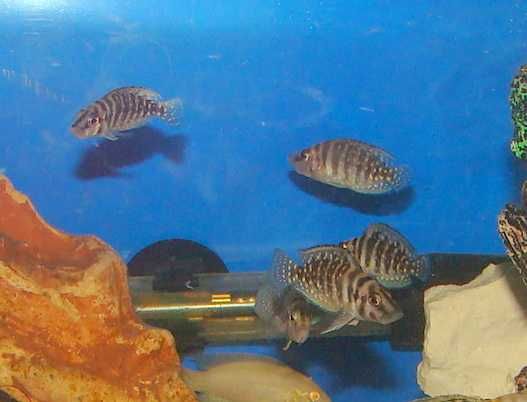Altolamprologus calvus black