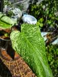 Monstera Mint variegata dwulistna sadzonka