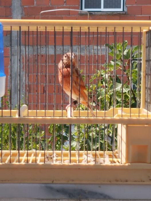 Híbridos/ Mestiços de Cardinalito em jaspe