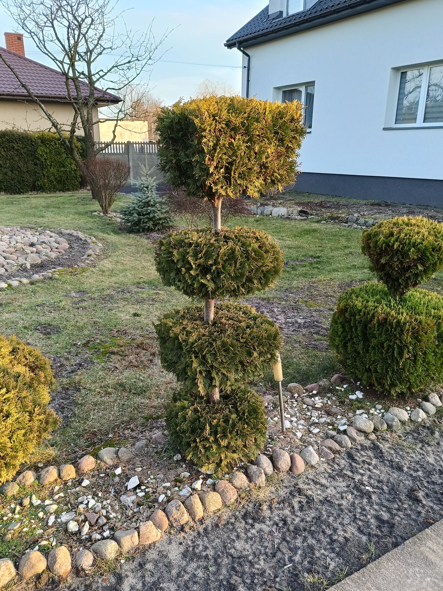 Drzewka Bonsai, Iglaki, Tuje, Krzewy