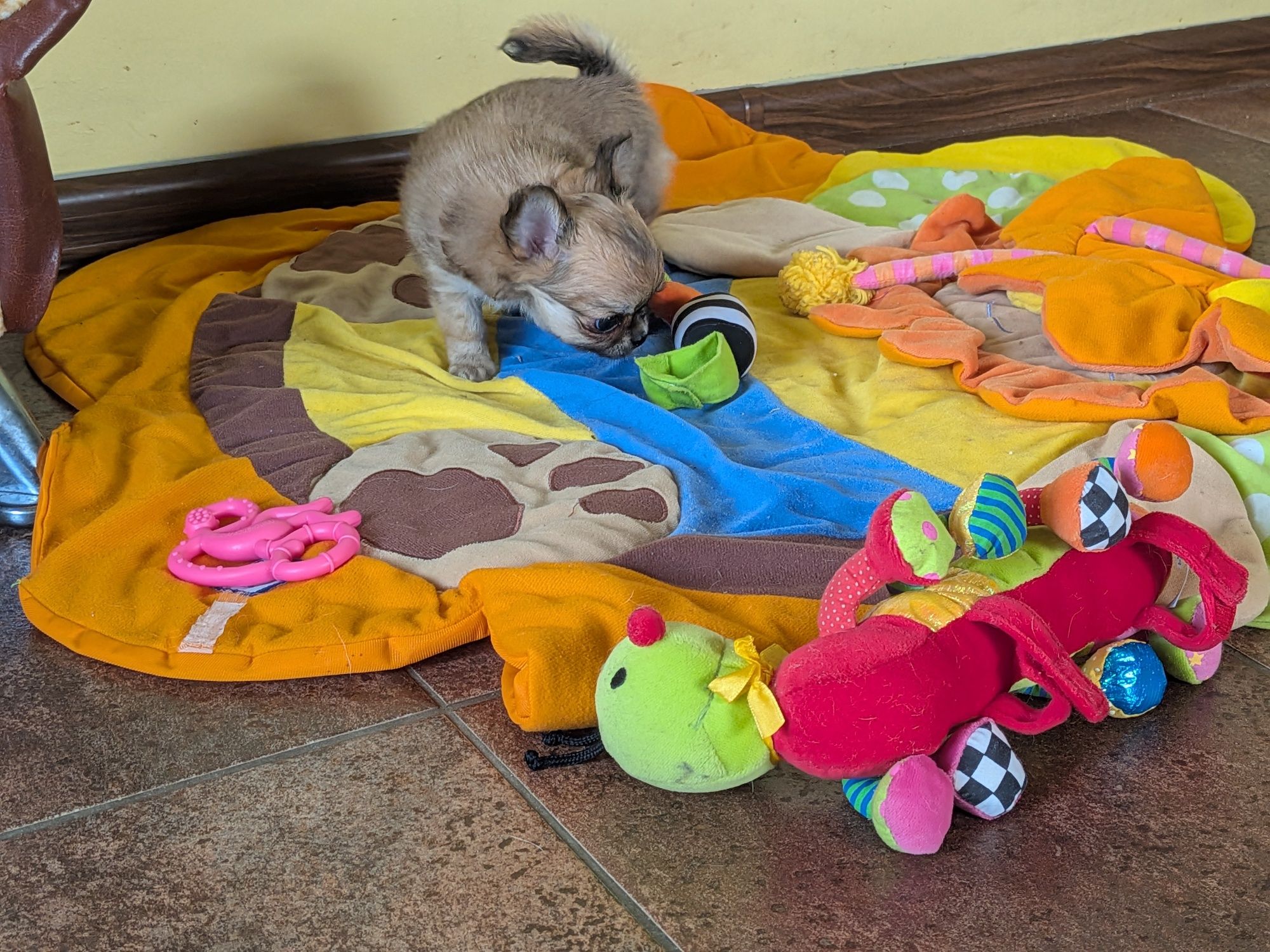 Chihuahua długowłosy ZKwP FCI