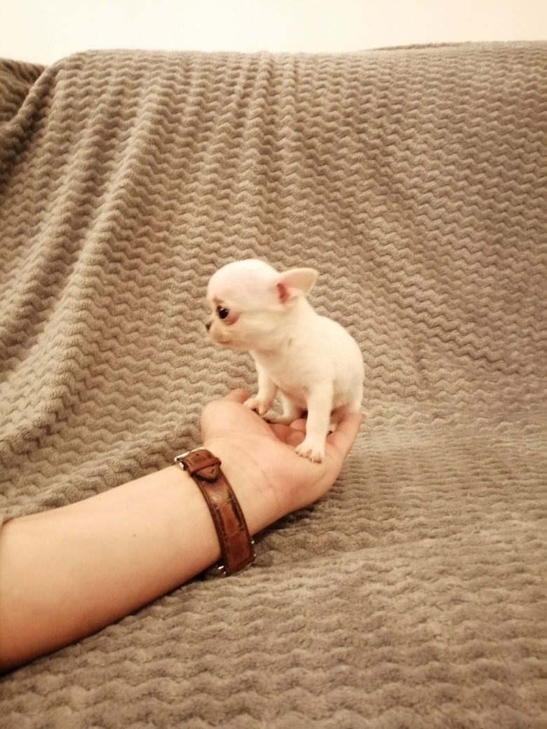 Chihuahua piesek krótkowłosy