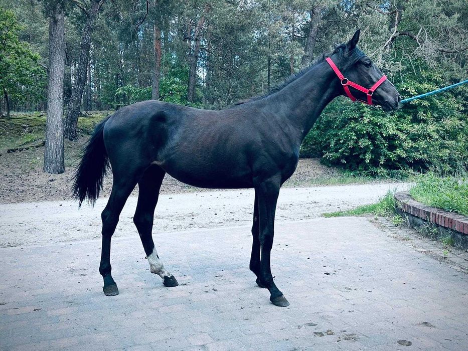 klacz wielkopolska dotacyjna ZORZA programowa