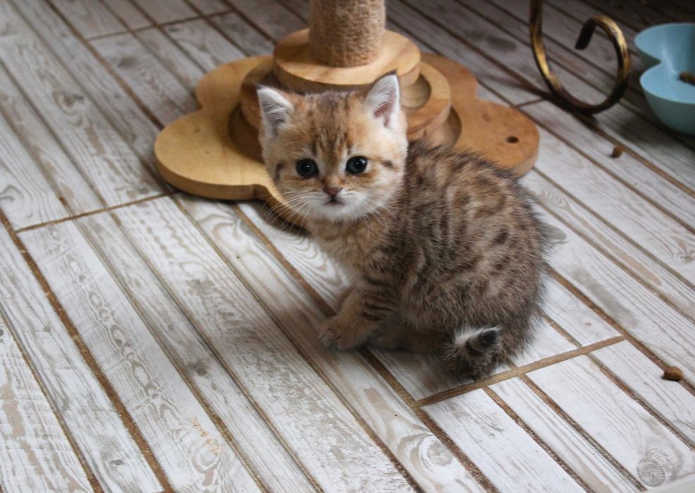 Золотий хлопчик-страйт шотландськоі шиншили