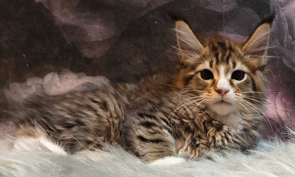 Maine Coon cudowne kocięta