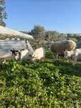 Cabrito anão macho