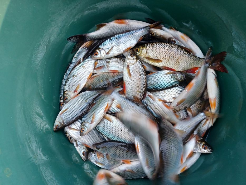 Płoć zarybieniowa . Karp , Lin ,Amur , Jesiotr .