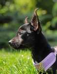 TYMUŚ - 3 miesięczny MICRO piesek w TYPIE PIŃCZERKA do adopcji :)
