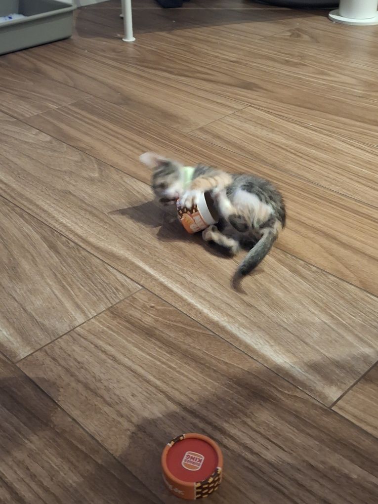 Uma gata, 3 messes