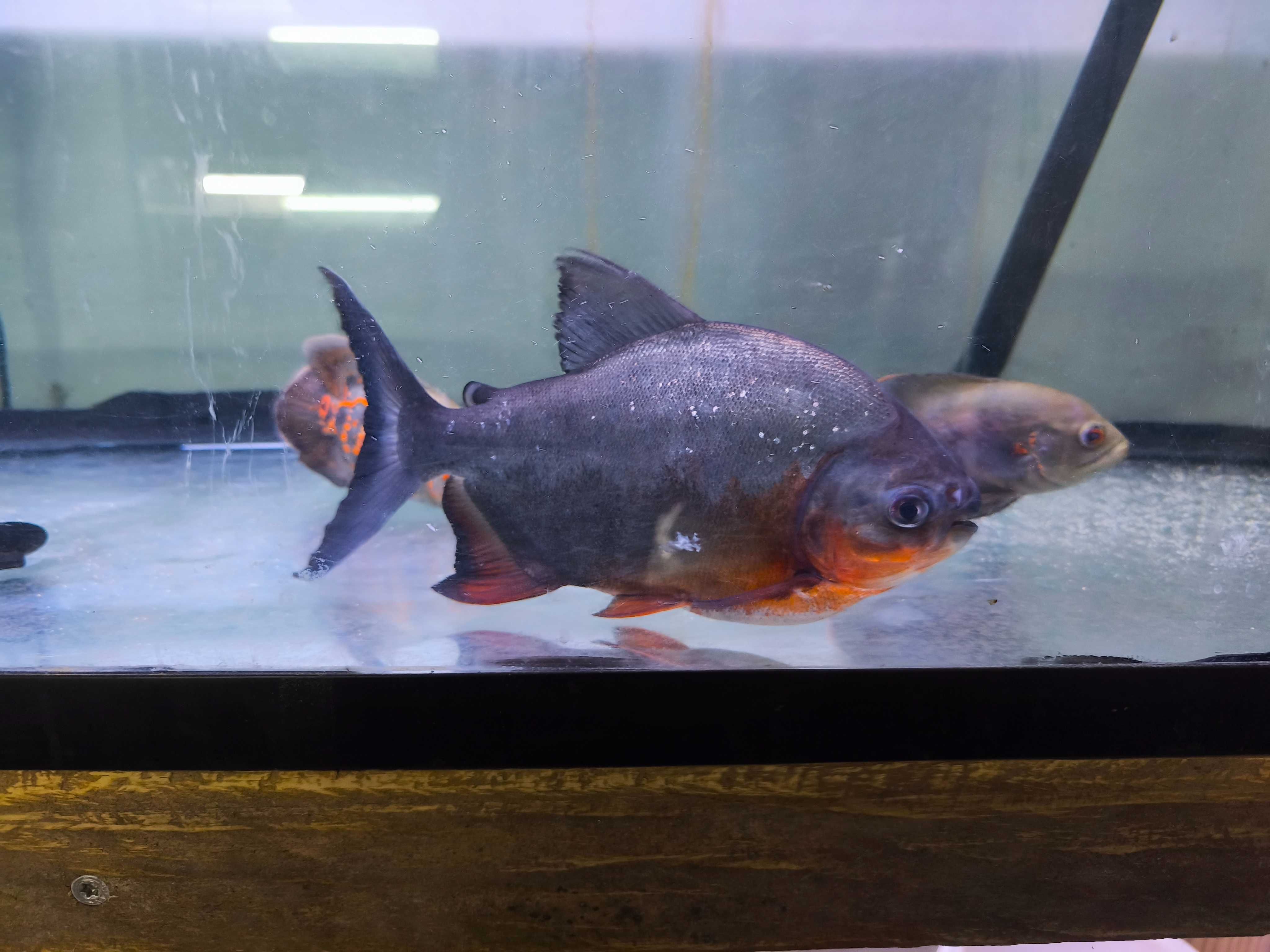 Pacu Red Belly 25cm