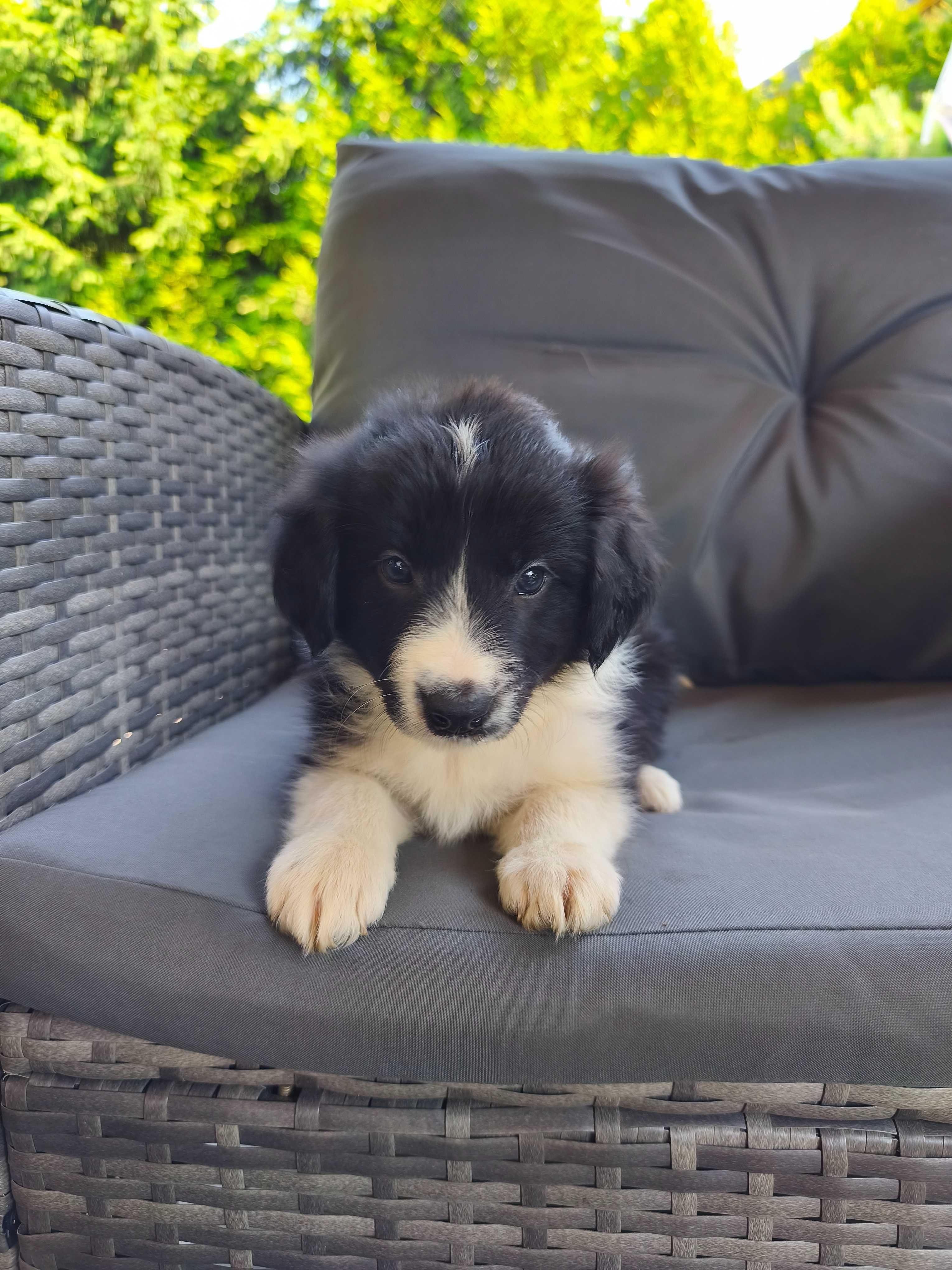 Border Collie - piękna suczka - Cendy