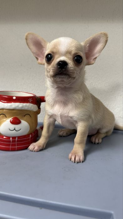 Чіхуахуа хлопчик красотульчик