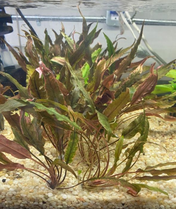 Anubiasy nana Nurzaniec Cryptocoryne Mech jawa
