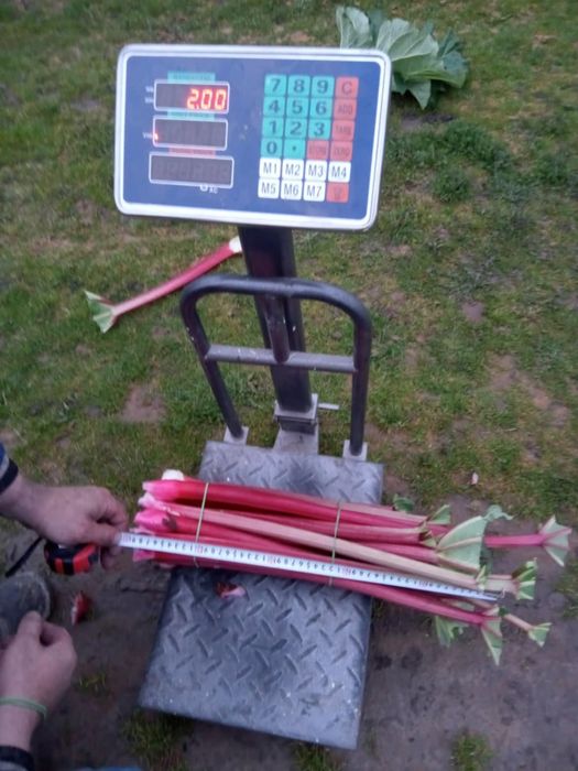 Sprzedam Karpy rabarbaru