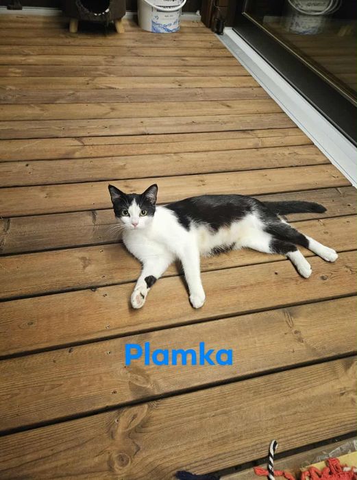 Kotka Plamka szuka swojego człowieka