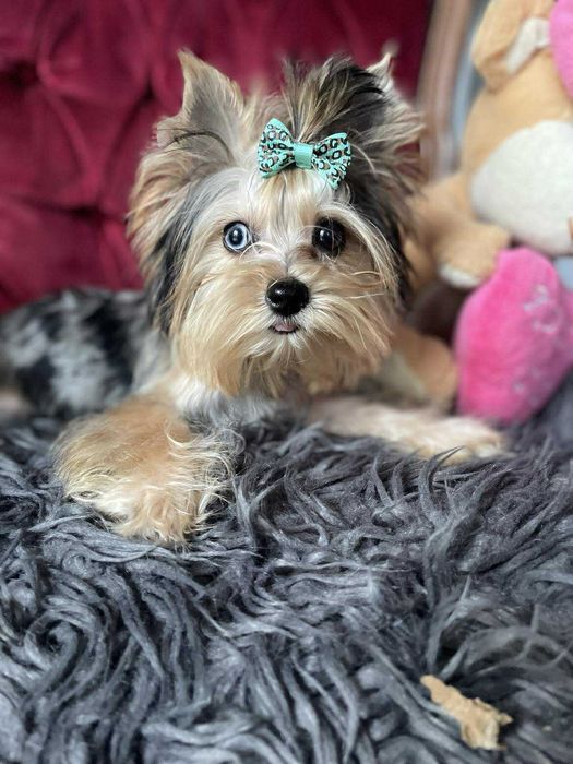 Blue merle Yorkshire terrier chłopak miniaturka paszport
