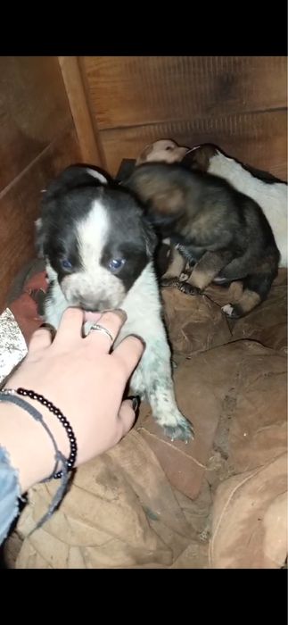 Терміново! Віддаю собачат!