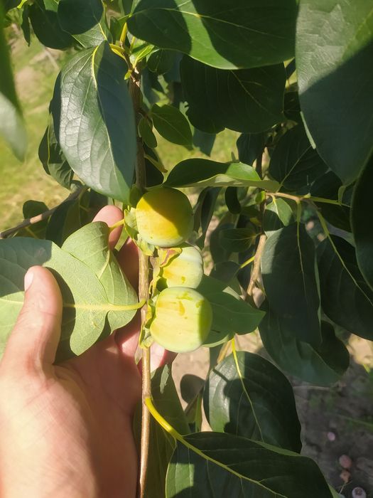 Хурма.  Щеплена хурма