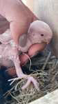 Agapornis roseicollis para criar a mão