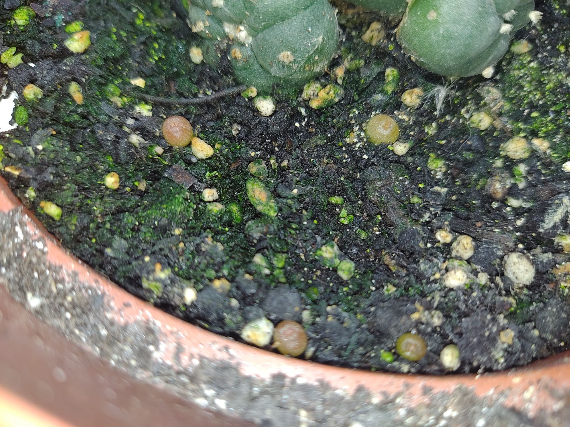 Sementes cacto Peyote (Lophophora williamsii)