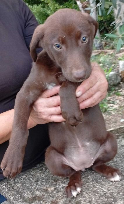 Cachorrinhas para Adoção