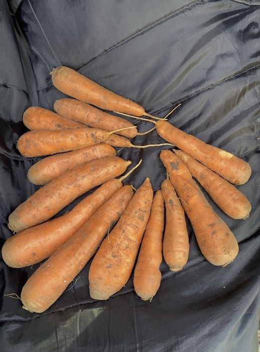 Морква домашня велика