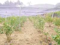 Terreno com plantação de Mirtilos.