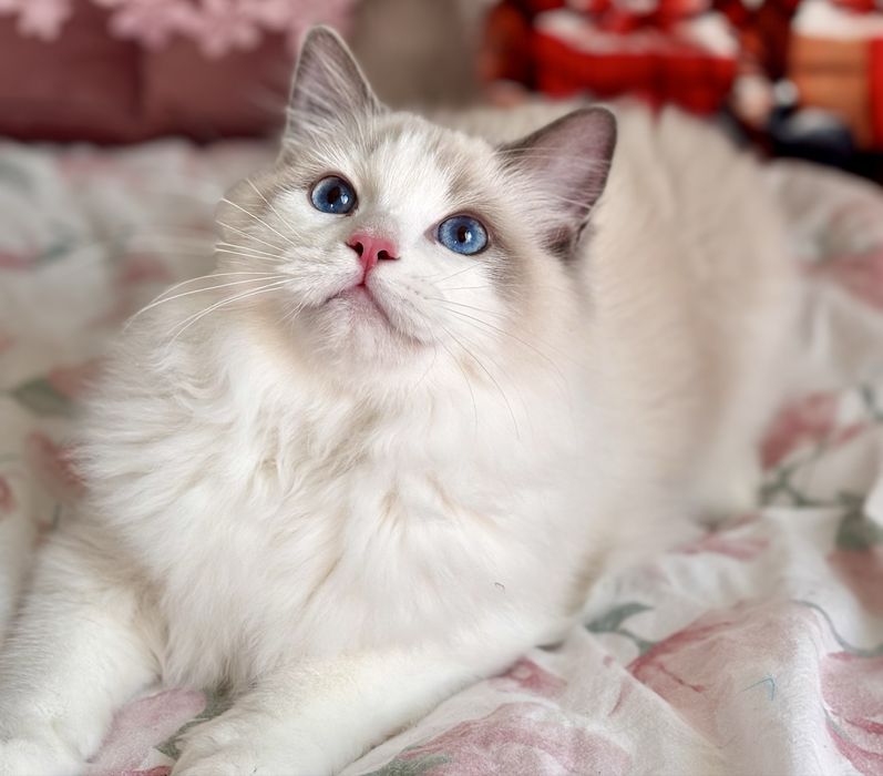 Ragdoll Kocurek hodowlano - wystawowy.